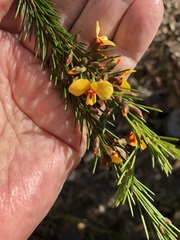 Dillwynia elegans
