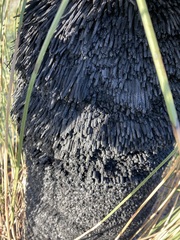 Xanthorrhoea drummondii