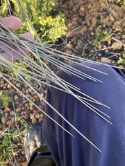 Xanthorrhoea drummondii