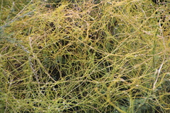 Cassytha paniculata