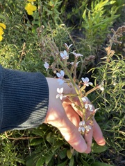 Stylidium pycnostachyum