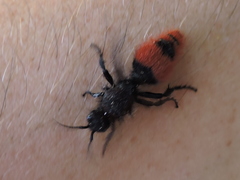 Dasymutilla clotho