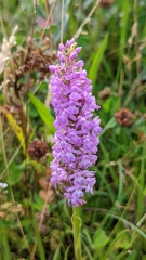 Gymnadenia densiflora