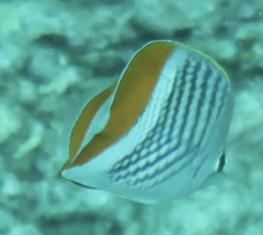 Chaetodon mertensii