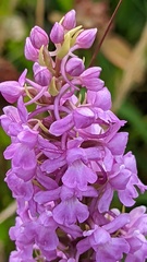 Gymnadenia densiflora