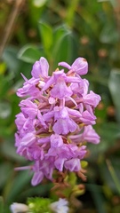 Gymnadenia densiflora