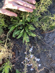 Stylidium pycnostachyum