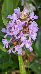 Gymnadenia densiflora