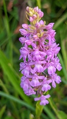 Gymnadenia densiflora
