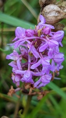 Gymnadenia densiflora
