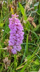 Gymnadenia densiflora