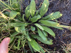 Stylidium pycnostachyum