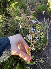Stylidium pycnostachyum