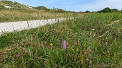 Gymnadenia densiflora