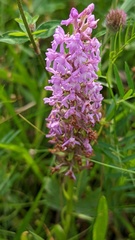 Gymnadenia densiflora