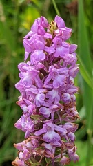 Gymnadenia densiflora