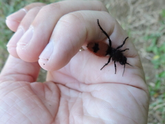 Dasymutilla clotho