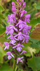 Gymnadenia densiflora