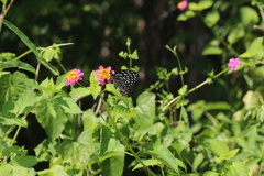 Papilio clytia