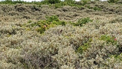Saxicola rubicola