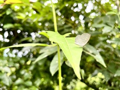 Spalgis epius dilama