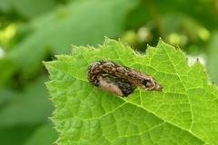 Thyatira batis