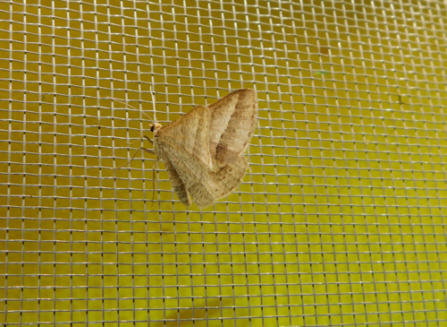 Isturgia arenacearia