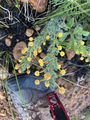 Acacia moirii recurvistipula