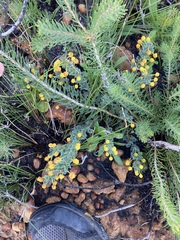 Acacia moirii recurvistipula