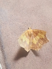 Periclina merana