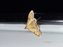 Paratalanta cultralis