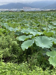 Nelumbo nucifera
