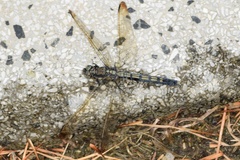 Orthetrum lineostigma