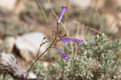 Penstemon scapoides
