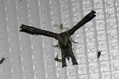 Phazaca interrupta