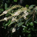 Clethra barbinervis - Photo (c) harum.koh, some rights reserved (CC BY-SA), uploaded by harum.koh