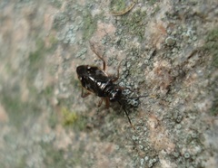 Chartoscirta elegantula