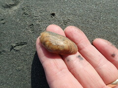 Barbatia novaezealandiae