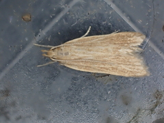 Helcystogramma hystricella