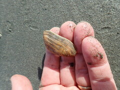 Barbatia novaezealandiae