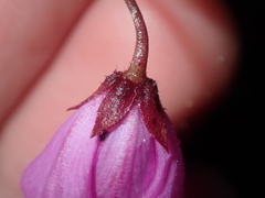 Tetratheca confertifolia
