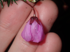 Tetratheca confertifolia