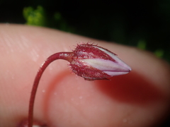 Tetratheca confertifolia