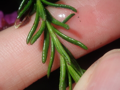 Tetratheca confertifolia