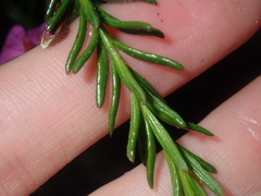 Tetratheca confertifolia
