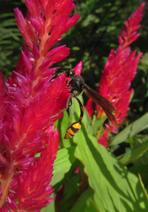 Phimenes flavopictus blanchardi