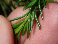 Tetratheca confertifolia