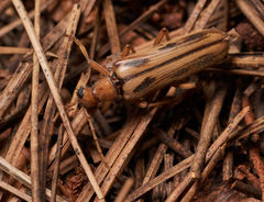 Ortholeptura valida