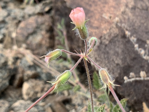 Monsonia luederitziana image