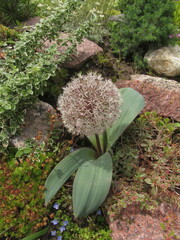 Allium karataviense